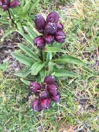 Purple Gentian (Gentiana purpurea) · iNaturalist