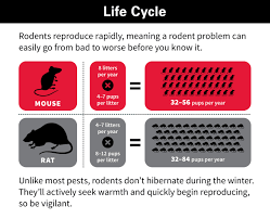 Image result for LIFE CYCLE OF RODENTS