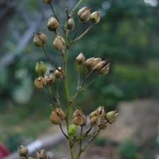 Scrophularia nodosa (woodland figwort): Go Botany