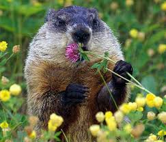 Image result for woodchuck