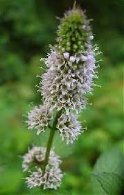 Mentha spicata - Online Virtual Flora of Wisconsin