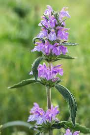 Woundwort (stachys Cretica Salviifolia) In Flower Photograph by ...