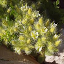 Cerastium comatum Desv. | Family Caryophyllaceae GREECE: CRE ...