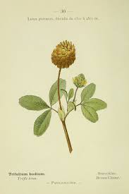 Trifolium badium Schreb. - Encyclopedia of Life
