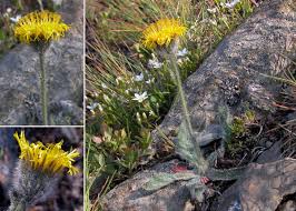Hieracium glanduliferum Hoppe - Portale della Flora d'Italia / Portal ...
