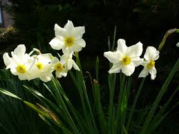 Narcissus × medioluteus - Wikipedia
