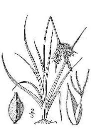 Plants Profile for Carex caryophyllea (vernal sedge)