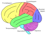 Chart des Gehirns Teile und ihre Funktionen