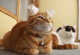 Image result for cats looking bored