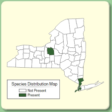 Heliotropium europaeum - Species Page - NYFA: New York Flora ...