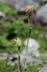 Carex brevicollis DC. | Plants of the World Online | Kew Science