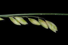 Melica minuta L. | Plants of the World Online | Kew Science