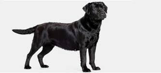 Image result for images of black dog seeing food
