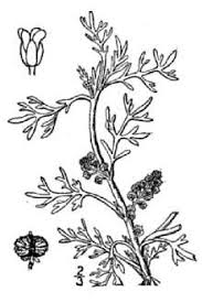 Plants Profile for Coronopus squamatus (greater swinecress)