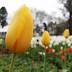 Floriade 2016: Wet weather fails to deter tourists from opening ...
