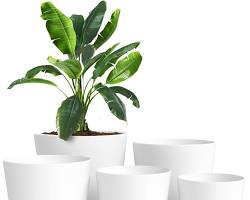Immagine di Vasi e fioriere per piante da interno