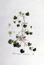 Ranunculus hederaceus – Wikipédia, a enciclopédia livre