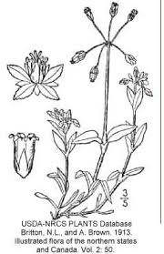 Holosteum umbellatum - Online Virtual Flora of Wisconsin