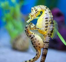 Image result for sea horse images