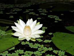 Image result for Nymphaea lasiophylla
  ( Nymphaea )