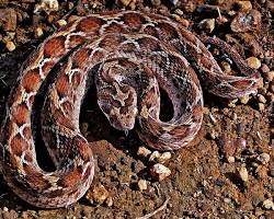 Sawscaled viper venomous snake
