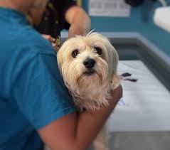 A dog who had heartworms may have to stay overnight at the veterinary clinic during treatment