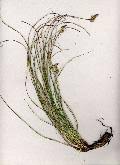 Carex hallerana Asso - FLORA::uniud