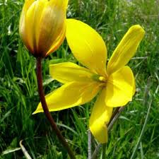Tulipa sylvestris | Online Atlas of the British and Irish Flora