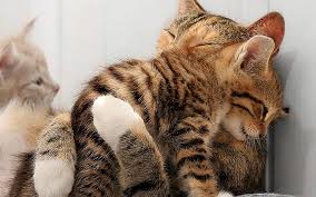 Image result for tender kittens