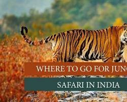 wildlife safari in India