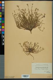 File:Neuchâtel Herbarium - Minuartia mutabilis - NEU000033138.jpg