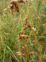 Carex leporina Calflora