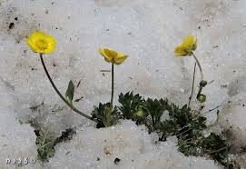 Ranunculus demissus - Snow Buttercup - by Yael Orgad ...