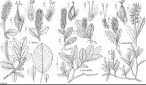 Salicaceae - FNA