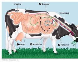 Image of cow ruminating