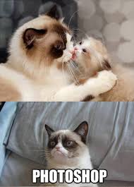 17 Most Funny Grumpy Cat Memes of All Time - Tons Of Cats via Relatably.com