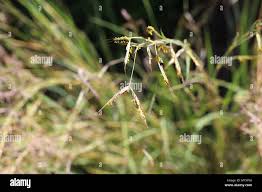 Flowers and stems of grass Cymbopogon hirtus / Hyparrhenia hirta ...