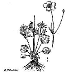 Sp. Ranunculus flabellatus - florae.it