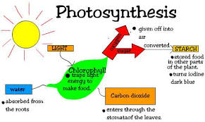 Image result for photosynthesis