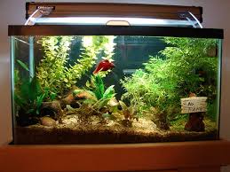 Image result for type of aquarium tanks