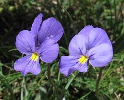 Viola nebrodensis | florasicilia2