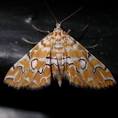 pyralid moth
