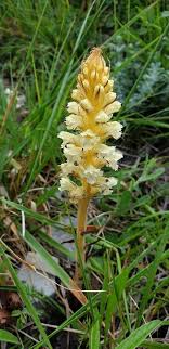 Orobanche amethystea Thuill., Amethyst broomrape (World flora ...