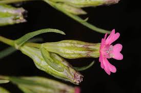 Silene muscipula L. | Plants of the World Online | Kew Science