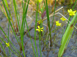 Ranunculus reptans - Michigan Flora