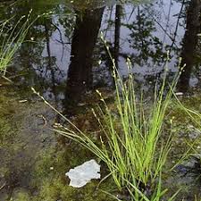 Carex canescens (hoary sedge): Go Botany