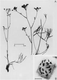 Chromosome Counts and Chemotaxonomy in Peucedanum Sect ...