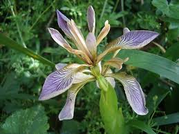 Iris foetidissima - Wikipedia