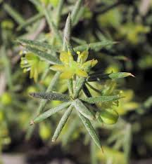 Asparagus aphyllus (Mediterranean Asparagus) : MaltaWildPlants ...