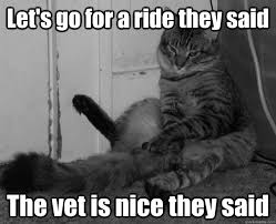 Traumatized Depressed Cat memes | quickmeme via Relatably.com